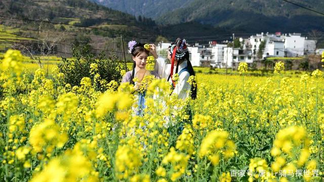 “花海列车”游婺源，当汉服邂逅花海