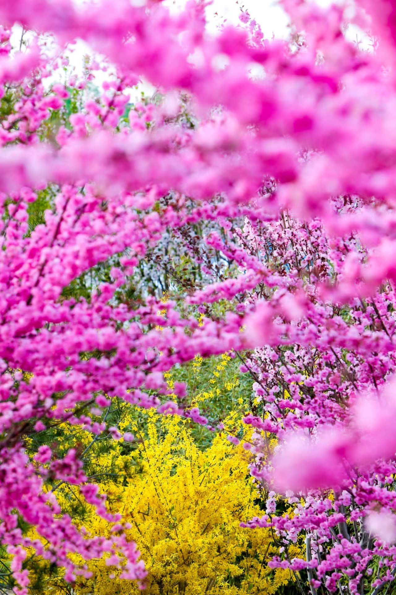 穿汉服游花海——世界花卉大观园花朝汉服文化节开启